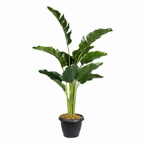 74" Traveller's Palm