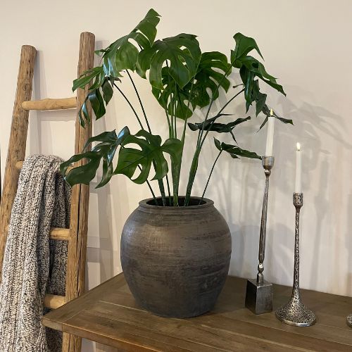 37" Monstera Bush