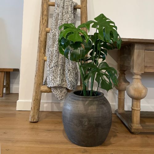 37" Monstera Bush