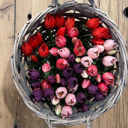 10" Tulip Bundle - Pink