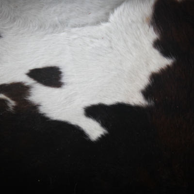 Sheep & Cow Hides
