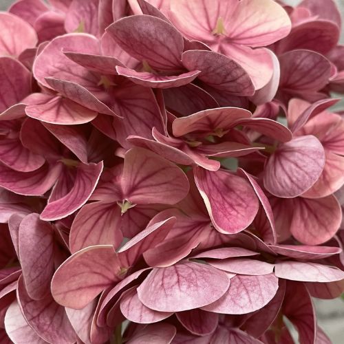 12" Hydrangea Stem