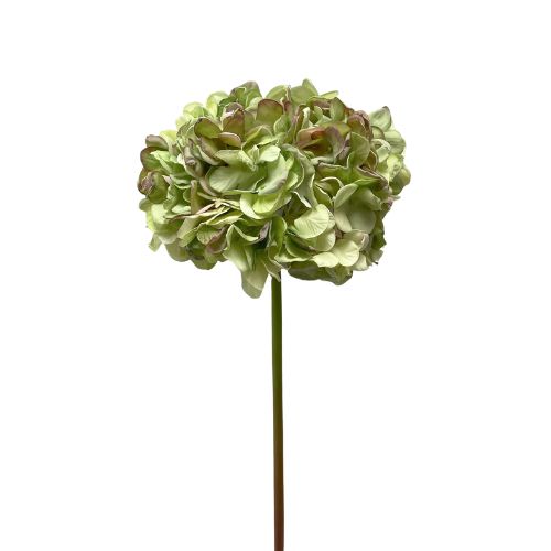 23" Dried Hydrangea Stem - Green