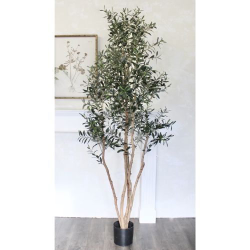 Natural Trunk Olive Tree 7.5'