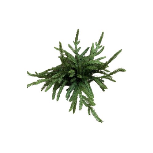 Fresh Touch Norfolk Pine Bush