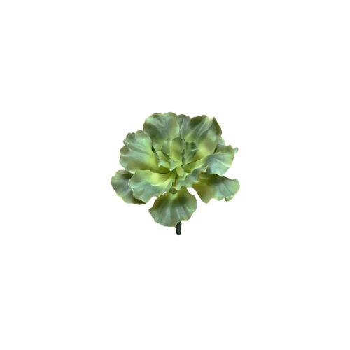 5.5" Curly Echeveria Pick