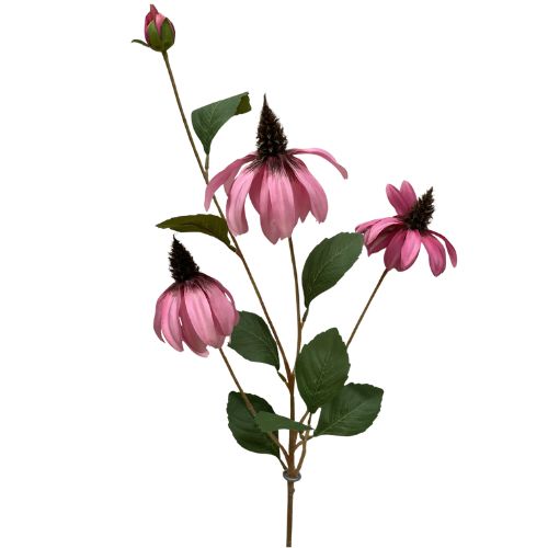 Cone Flower Stem