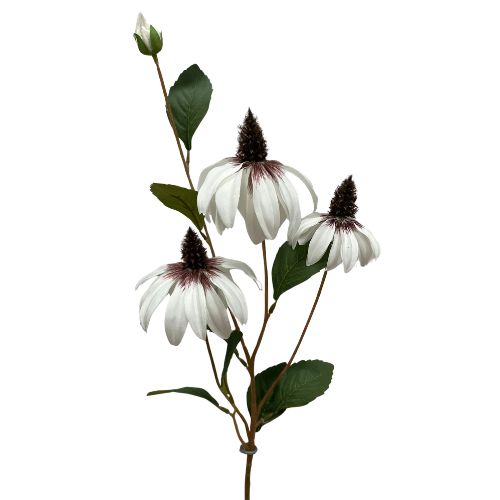 Cone Flower Stem