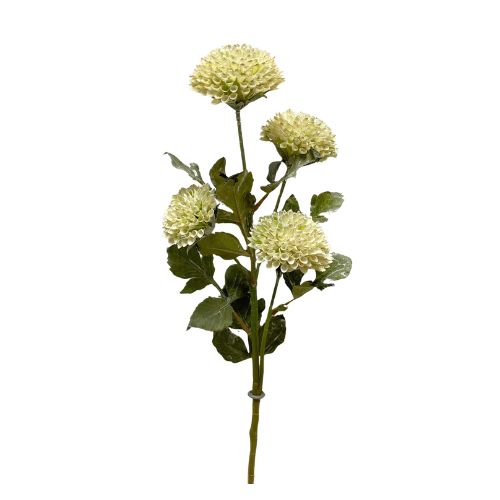 Scabiosa Spray