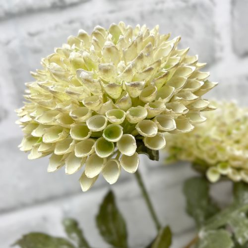 Scabiosa Spray, Colour: Cream