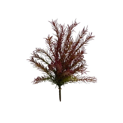 Burgundy Asparagus Bush