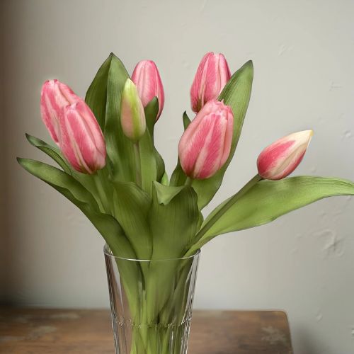 12" Formosa Tulips - Cotton Candy