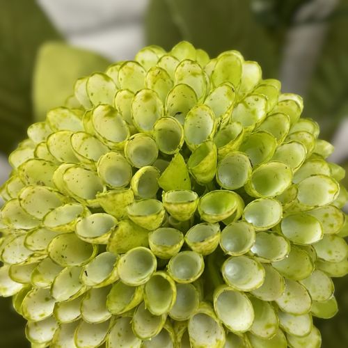 17.5" Honey Comb Bundle - Green
