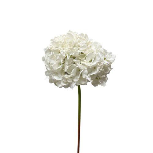 23" Dried Hydrangea Stem - White