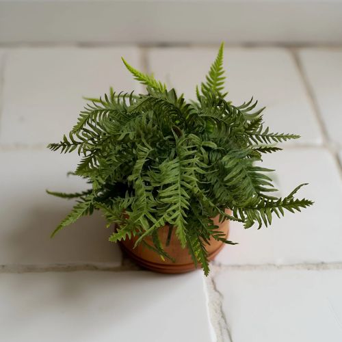 18" Dwarf Fern Bush