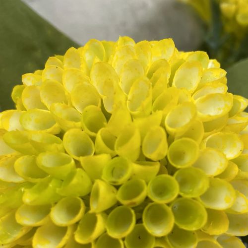 17.5" Honey Comb Bundle - Yellow