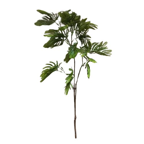 37" Acacia Spray
