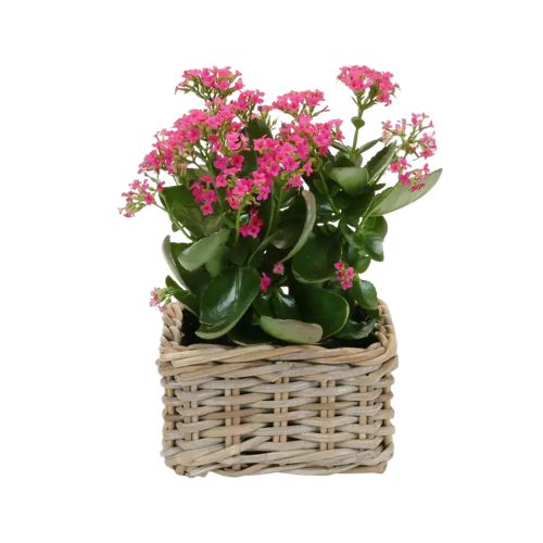 Square Lined Kubu Planter