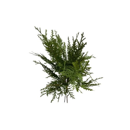 Northern White Cedar Bundle