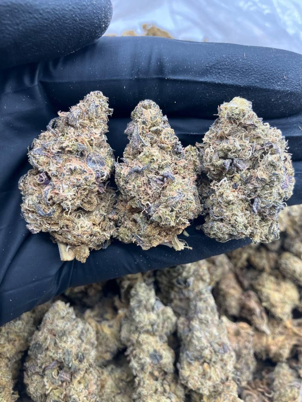 Blue Dream