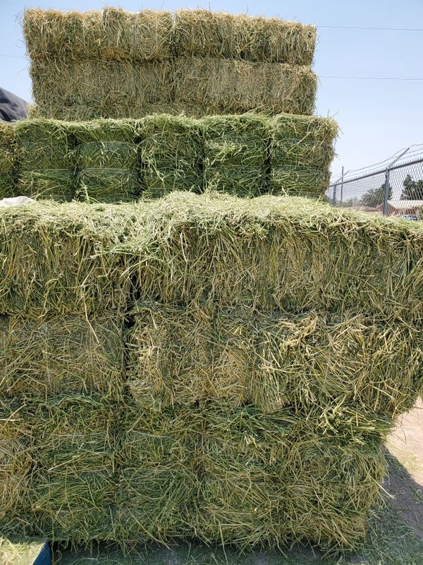 Hay Alfalfa