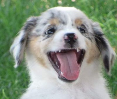 Pet Food