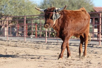 Cattle Feed