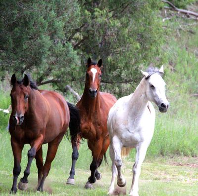 Equine