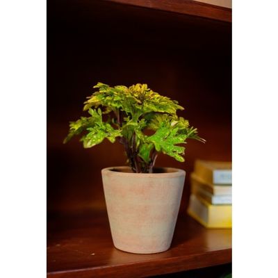 Concrete-washed Terracotta Planter Small, Nicaragua