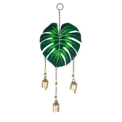 Monstera Chime, India