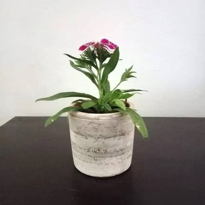 XSml Concrete White-Wash Terracotta Cylinder Planter, Nicaragua