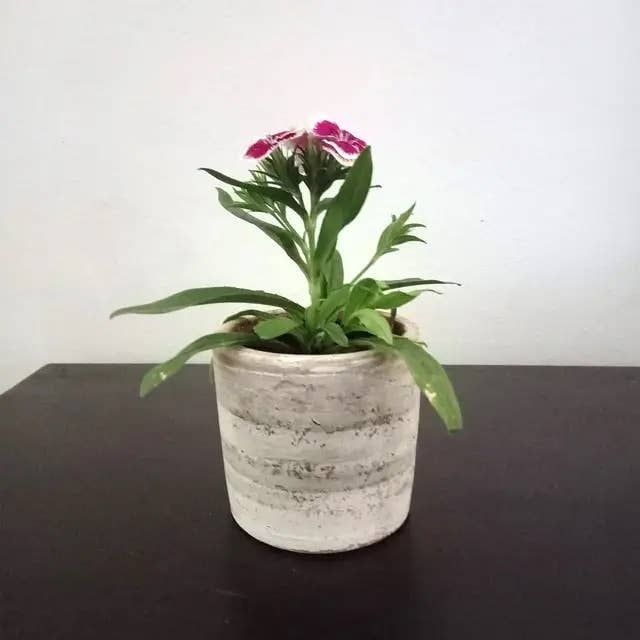 XSml Concrete White-Wash Terracotta Cylinder Planter, Nicaragua