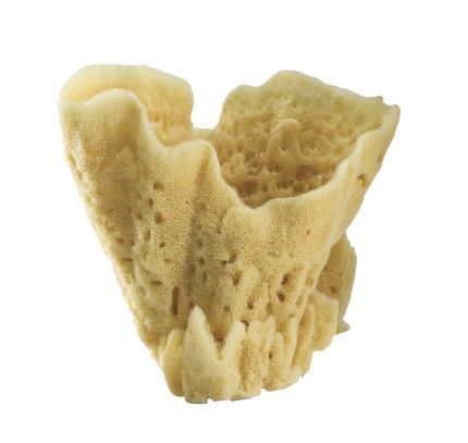 SPONGE COLOSSAL VASE