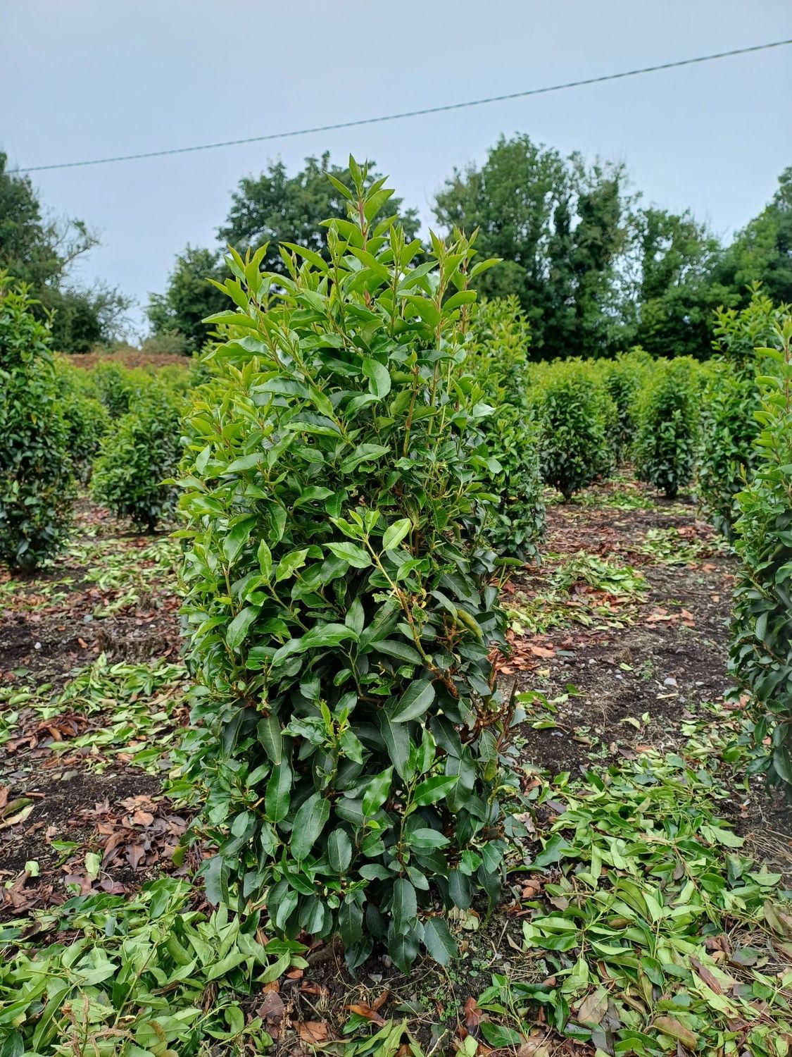 Portuguese Laurel Rootball Hedging
