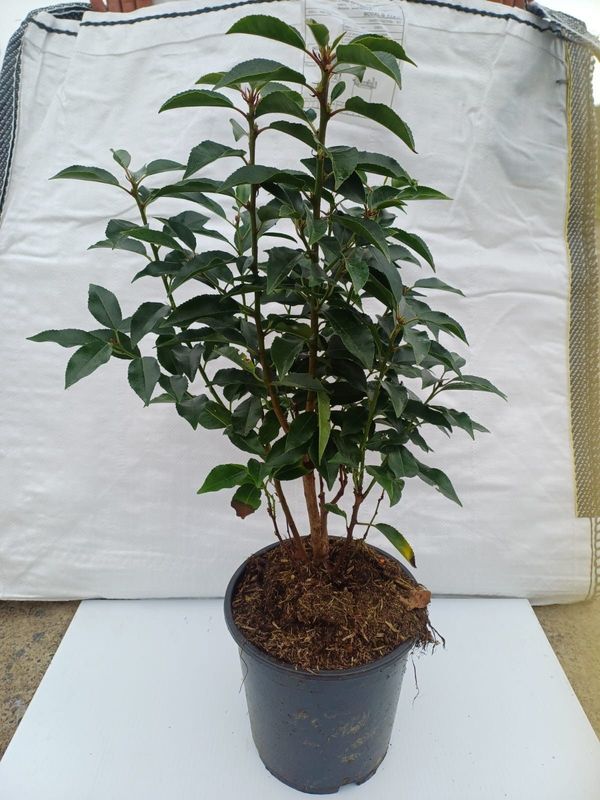 Portuguese Laurel Potted Hedging (30cm - P9 Pot)