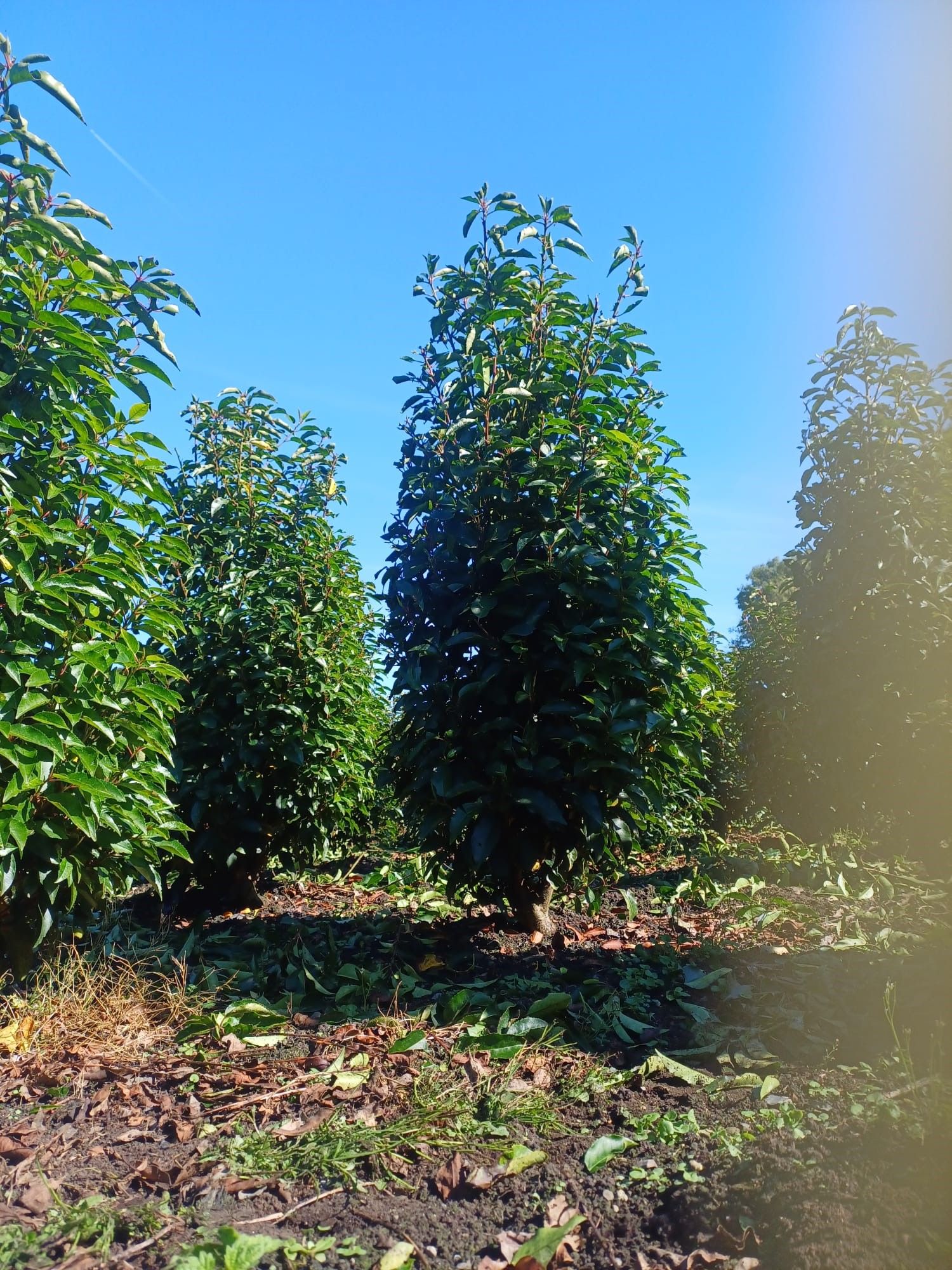 Portuguese Laurel Rootball Hedging