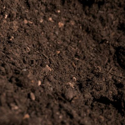 Premium Compost