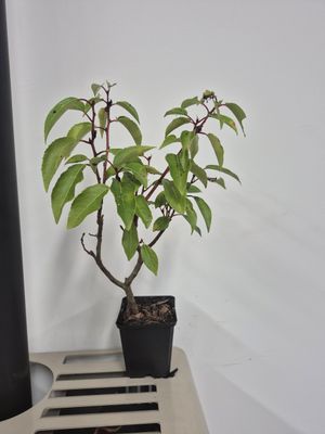 Portuguese Laurel Potted Hedging (30cm - P9 Pot) Portuguese Laurel Potted Hedging (30cm - P9 Pot)