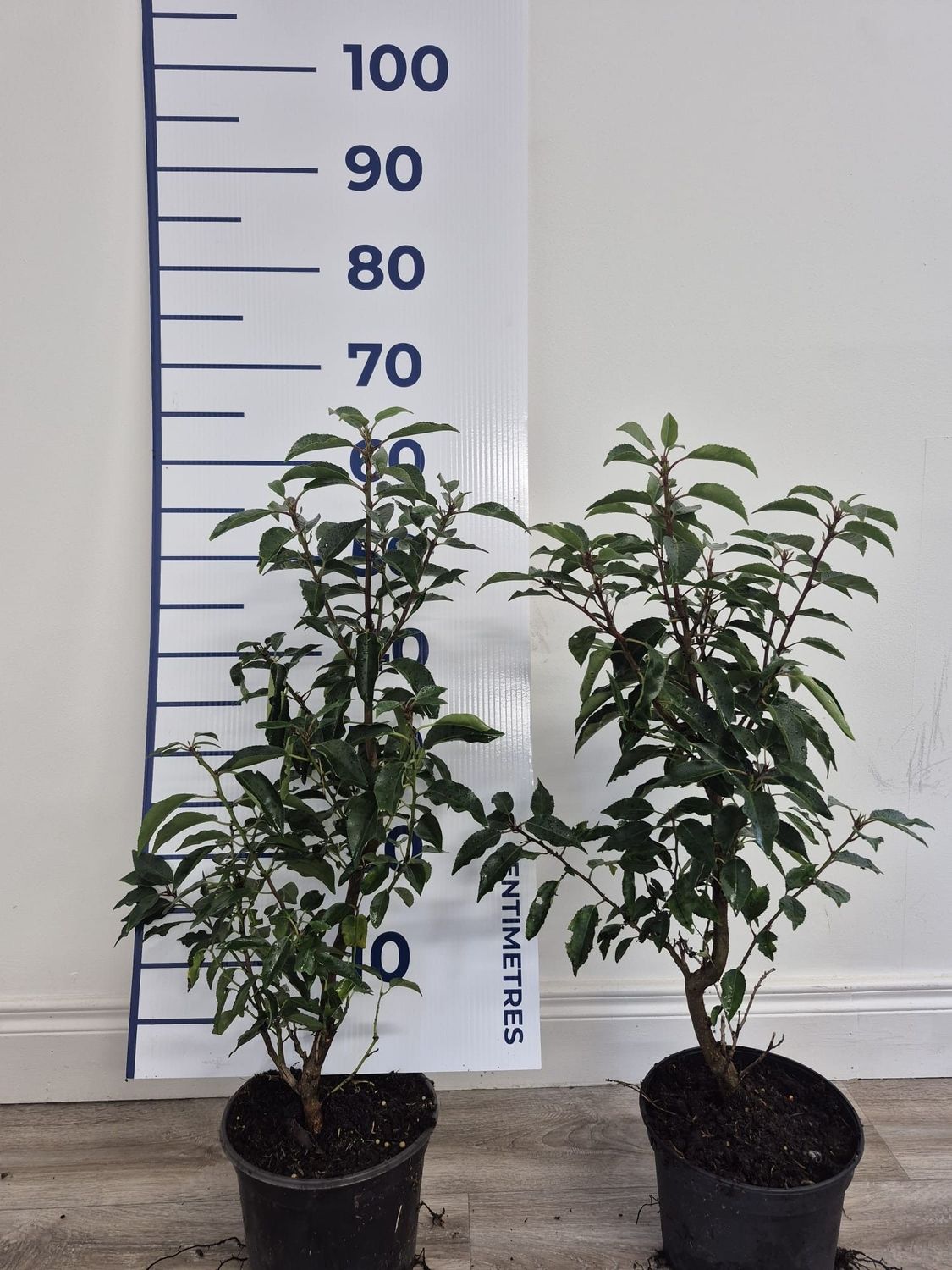 Portuguese Laurel Potted Hedging (40-60cm 3L Pot)