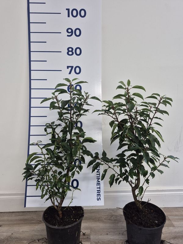 Portuguese Laurel Potted Hedging (40-60cm 3L Pot)