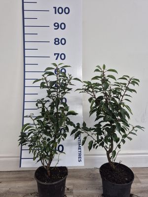 Portuguese Laurel Potted Hedging (40-60cm 3L Pot)