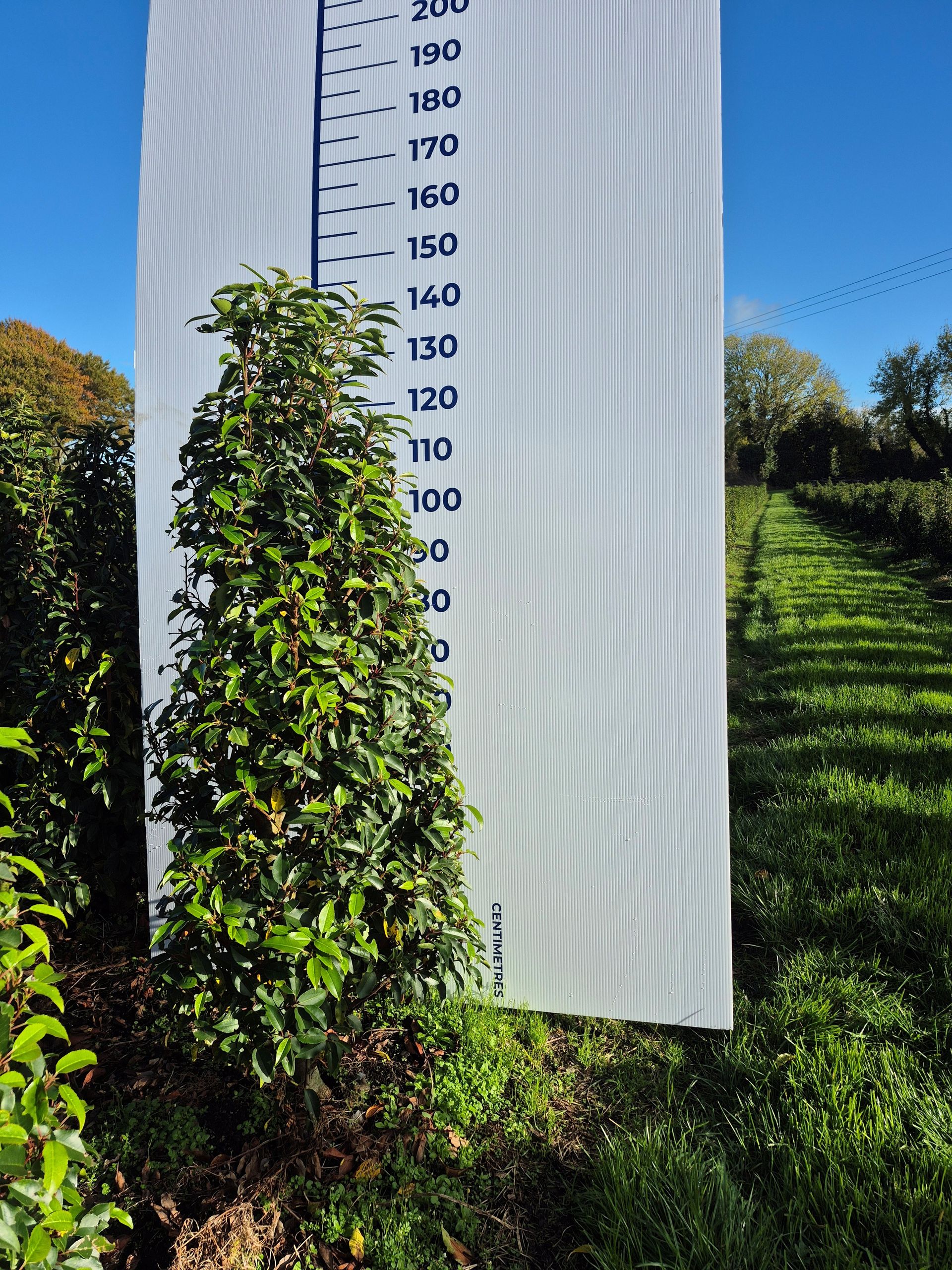 Portuguese Laurel Rootball Hedging