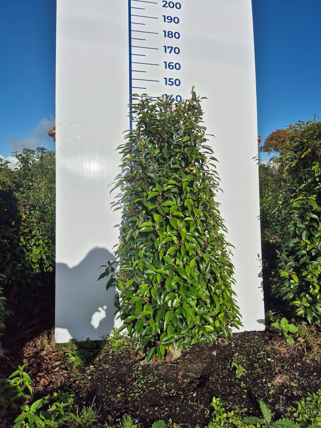 Portuguese Laurel Rootball Hedging Portuguese Laurel Rootball Hedging