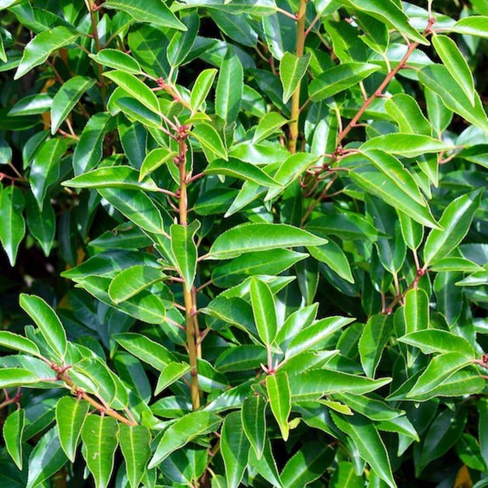 Portuguese Laurel Potted Hedging (40-60cm 3L Pot)