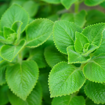 Tisane &quot;Baume du Pérou&quot; mauricien