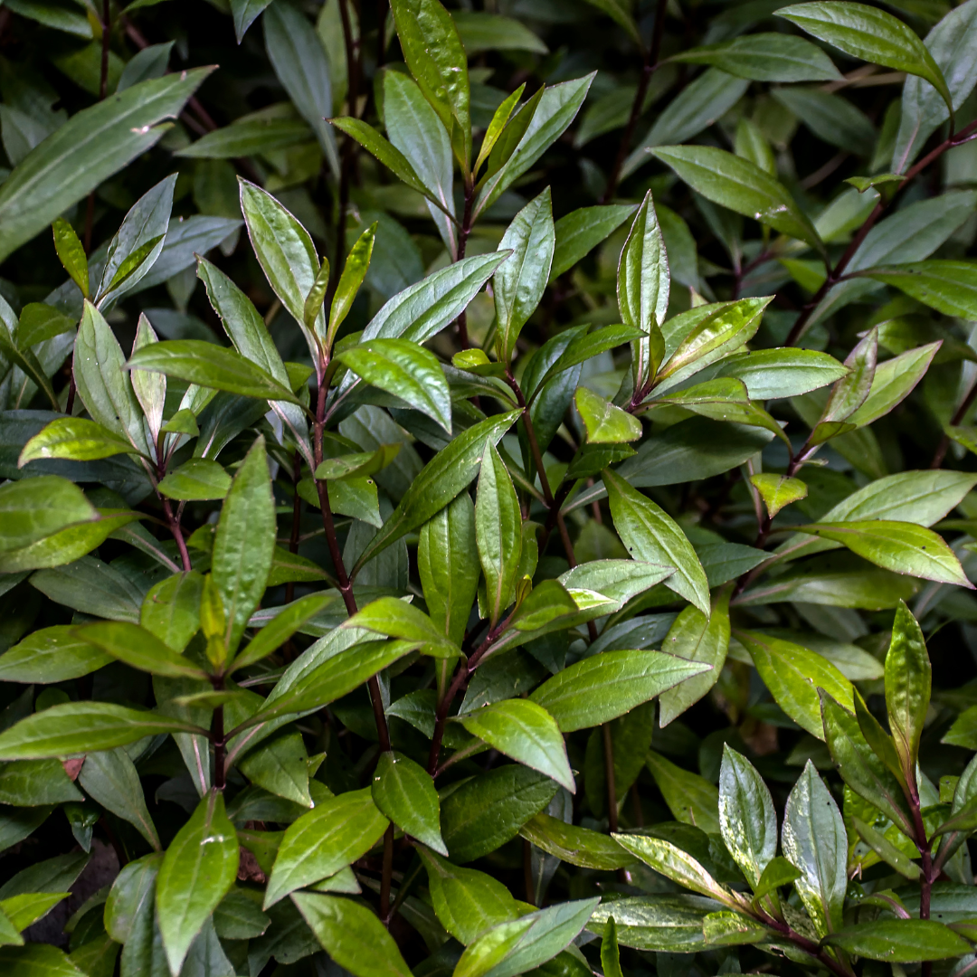 Tisane Ayapana