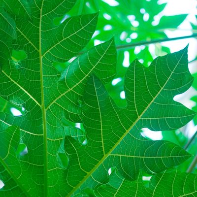 Tisane Feuilles de Papayer