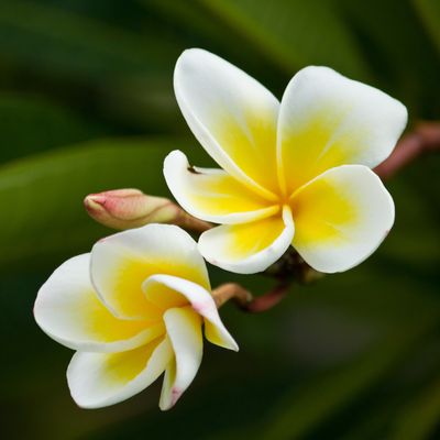 Tisane Fleurs de Frangipanier