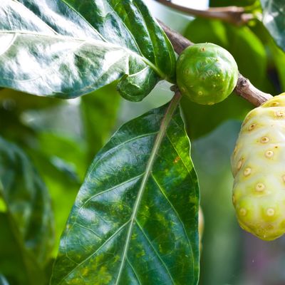 Tisane Feuilles de Noni