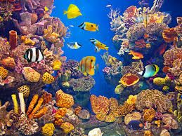 Aquarium Salt Water Test Kit